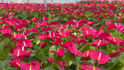 縣區(qū)動態(tài) 武平縣 花卉產(chǎn)業(yè) 助農(nóng)增收