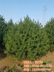 城市綠化苗木價格 平盛苗圃 在線咨詢 綠化苗木