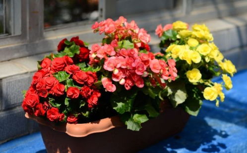 1種 花卉盆景 ,可活上 10 年之久,一旦花開,姿態(tài)高雅