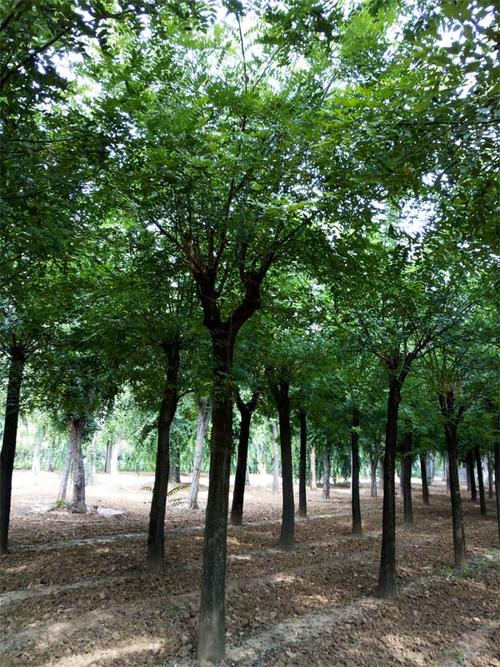 國槐報(bào)價|泰安瀅涵苗木|沈陽國槐_國槐報(bào)價移動版