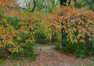 園林綠化的苗木品種如何選擇