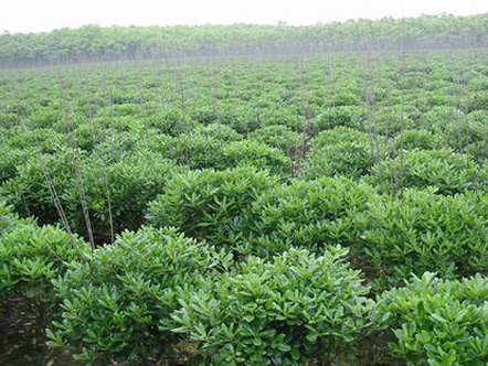 海桐球價格|喬灌木|苗木|苗木報價|597苗木網(wǎng)