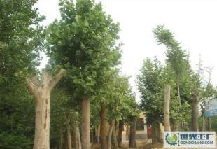 低價0法桐、欒樹、合歡、國槐、柳樹等常規苗木_農副產品_世界工廠網中國產品信息庫