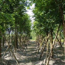 2021綠化苗木價格 報價 綠化苗木批發(fā) 第30頁 園林網(wǎng)