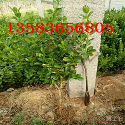 青州市浩嘉花卉苗木園藝場 熱賣促銷 阿土伯網(wǎng)