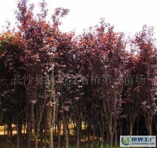 低價0綠化苗木優(yōu)美喬木紅葉李(批發(fā))_農(nóng)副產(chǎn)品_世界工廠網(wǎng)中國產(chǎn)品信息庫