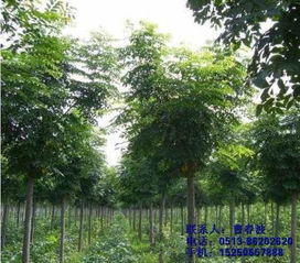 不限,價(jià)格,廠家,供應(yīng)商,花木,通州區(qū)五甲鎮(zhèn)綠軒苗木種植園 熱賣促銷 阿土伯網(wǎng)