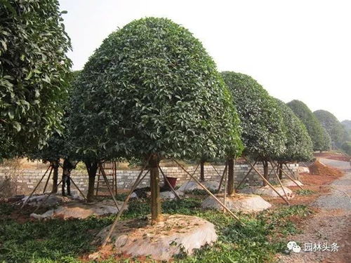 苗木移栽時(shí)注意這幾點(diǎn),后期病蟲(chóng)害就會(huì)減少很多