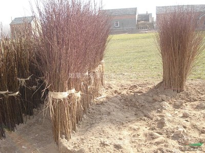 如皋市華昊苗木園藝場(chǎng)