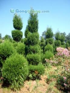 供應(yīng)【煙臺(tái)雪松】煙臺(tái)雪松苗木 煙臺(tái)苗木廠家 煙臺(tái)苗木種植基地_農(nóng)副產(chǎn)品_世界工廠網(wǎng)中國(guó)產(chǎn)品信息庫(kù)