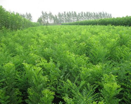 太原苗木基地誰(shuí)家好 雅仕閣綠化苗木基地 太原苗木基地