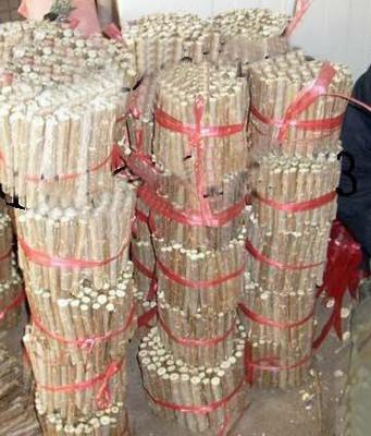 農(nóng)戶直供 全紅楊扦插段、楊樹(shù)扦插段【圖】