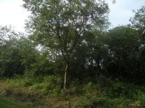 教你幾招能讓你的苗木賣出一個高價錢