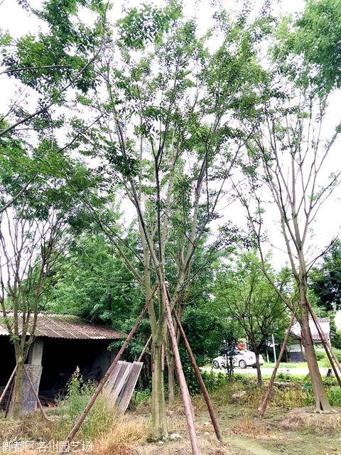 樸樹基地-名川園藝場(chǎng)-樸樹批發(fā)-成都苗木
