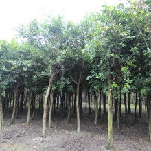  蘇北誠(chéng)信苗木場(chǎng) 主營(yíng) 綠化苗木 各類竹子 玫