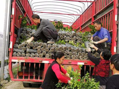 苗木反季節移栽運輸是關鍵,這3大細節要好好看看!