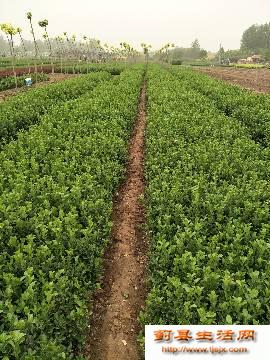 天津市薊州衛(wèi)矛苗木小苗出售