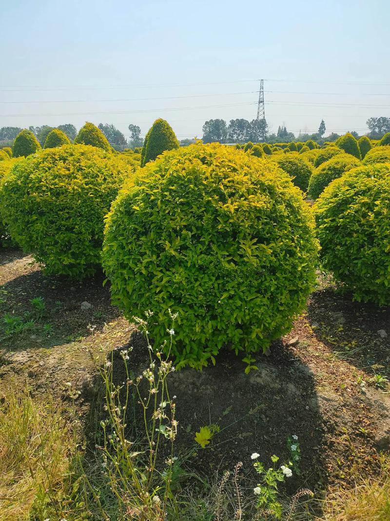 金冠女貞球,塔,柱型低價出售#現(xiàn)場實拍 #苗木種植基地 #歡