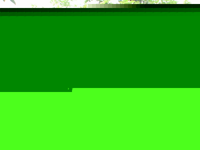 供應(yīng)桂花、含笑