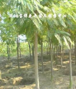 供應(yīng)綠化苗木:低價(jià)出售各種合歡、銀杏、廣玉蘭等_農(nóng)副產(chǎn)品_世界工廠網(wǎng)中國產(chǎn)品信息庫