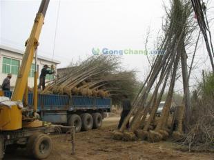 供應(yīng)山東25公分優(yōu)質(zhì)銀杏苗木,承包小區(qū)綠化工程,各種綠化苗木,山東夢強(qiáng)銀杏基地_安全防護(hù)_世界工廠網(wǎng)中國產(chǎn)品信息庫