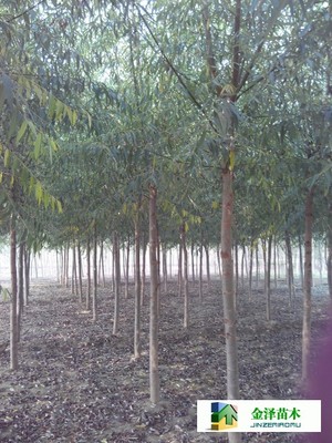 旱柳是什么---供應(yīng)旱柳---旱柳規(guī)格_河北保定博野金澤綠化苗木基地_商國互聯(lián)網(wǎng)