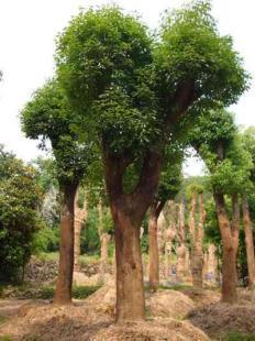 福建大小規(guī)格優(yōu)質(zhì)地栽、移栽香樟樹苗木銷售 13695986111 王先生_農(nóng)副產(chǎn)品_世界工廠網(wǎng)中國產(chǎn)品信息庫