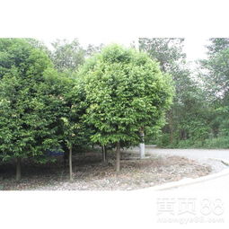 【天竺桂苗木常綠喬木行道樹】- 