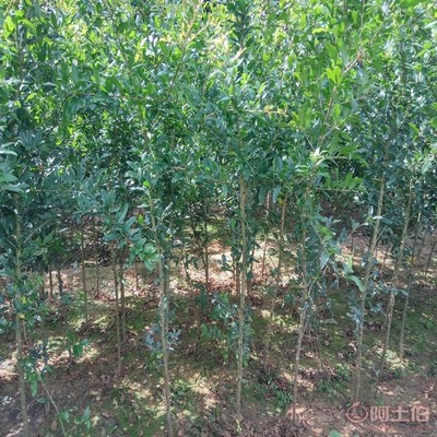 【高桿山楂苗畝產(chǎn)品種全的 山楂苗基地廠家供貨】泰安高新區(qū)旺運(yùn)苗木中心 - 產(chǎn)品庫