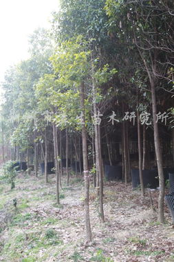 供應(yīng)宜昌楠