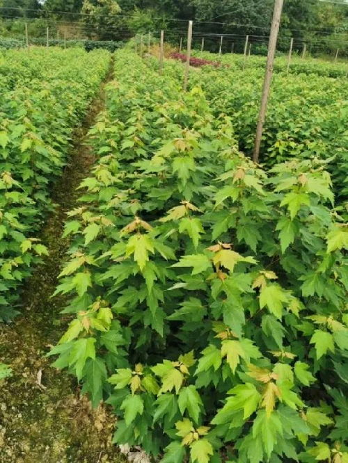 恭喜南京寧彩彩葉園林入駐苗木通 以客戶為中心,視質(zhì)量為生命