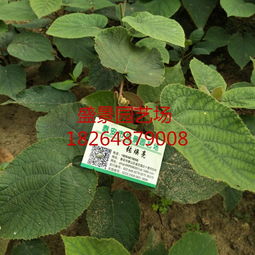 河南紅心獼猴桃樹苗批發價格及種植指南