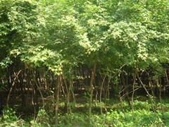 天津五角楓供應(yīng)與價格指南 綠源苗木專業(yè)批發(fā)