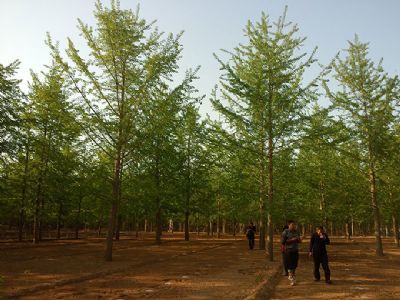 山東銀杏苗木培育基地 專業(yè)花卉種植與綠色生態(tài)建設(shè)