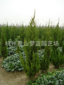 打造全國(guó)最低價(jià)量最大綠化工程苗圃——一站式苗木花卉配送種植服務(wù)