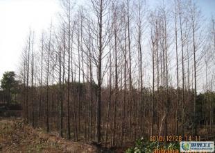 合肥優(yōu)質(zhì)水杉苗木供應(yīng)，綠化工程優(yōu)選，規(guī)格齊全直達(dá)世界工廠網(wǎng)